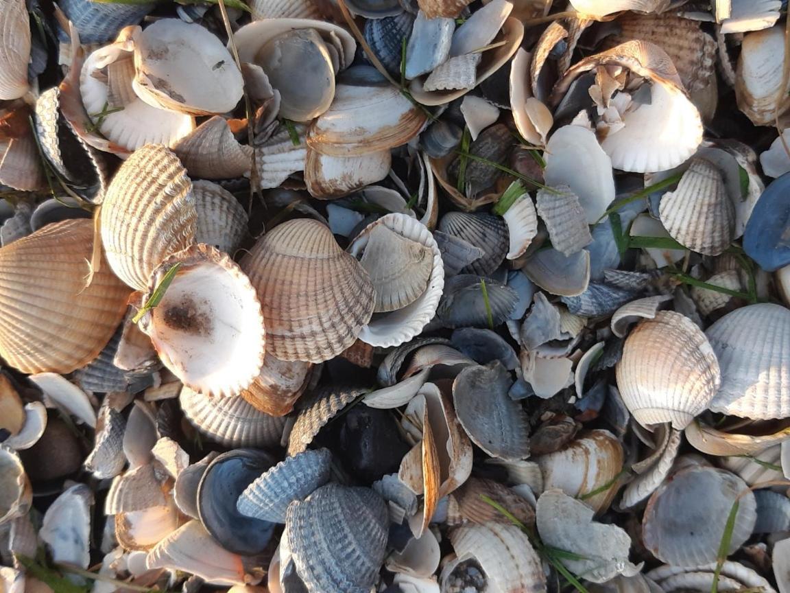 Waddenfestijn Villa Paesens Bagian luar foto